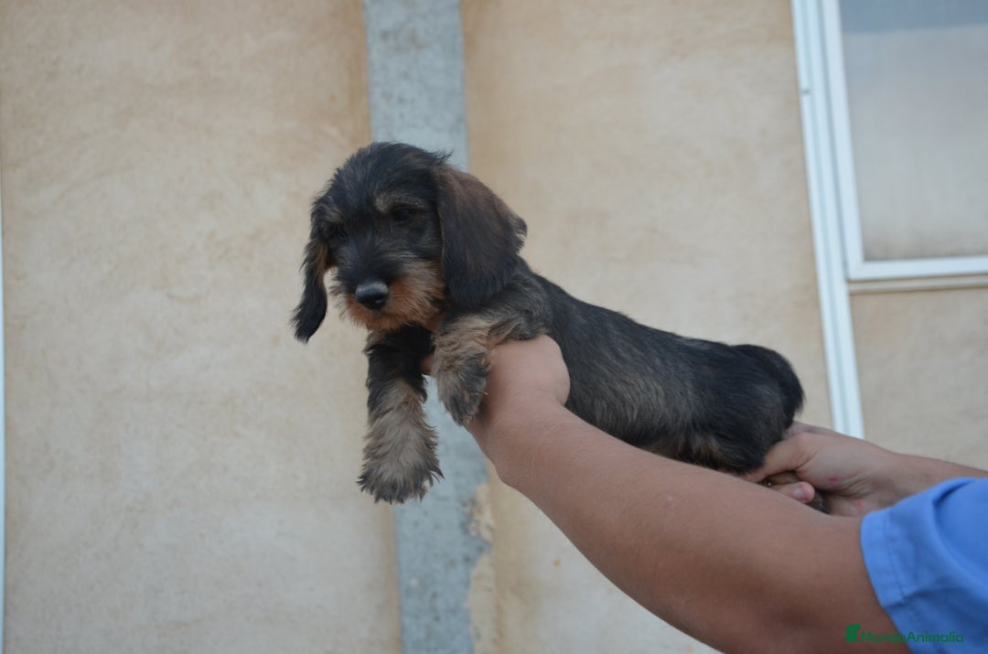 Teckel perros en venta: Teckel standard pelo duro  en Zamora - Imagen 3