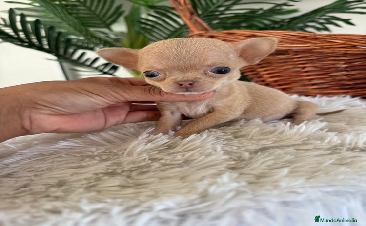 Chihuahua perros CHIHUAHUA HEMBRA - Anuncio 1