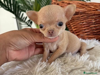 Chihuahua perros CHIHUAHUA HEMBRA - Anuncio 1