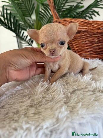 Chihuahua perros CHIHUAHUA HEMBRA - Anuncio 2