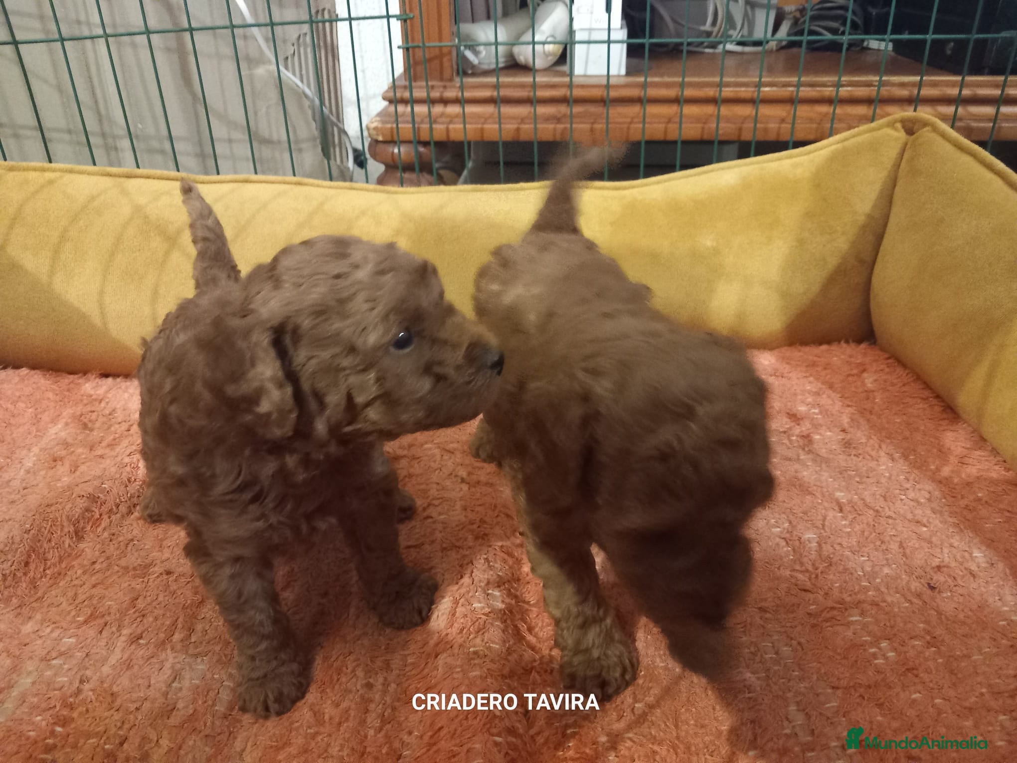 Caniche Toy perros Cachorro caniche toy rojo poodle - Anuncio 35