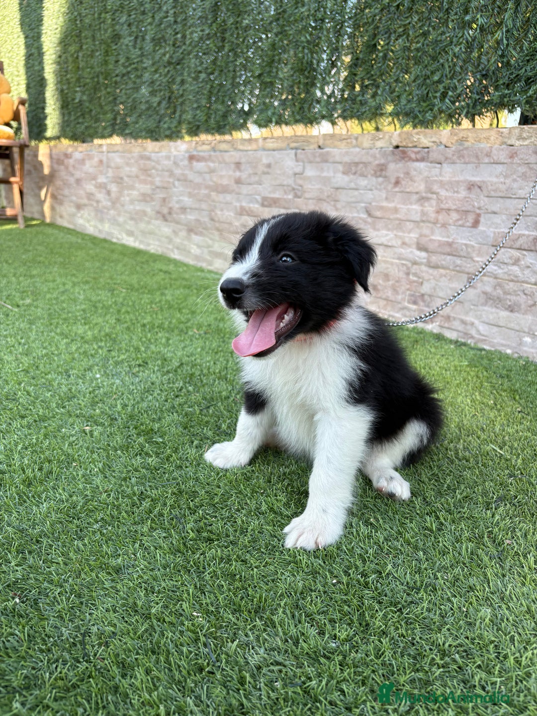 Border Collie perros en venta: Disponible cachorro Border collie  - Imagen 4