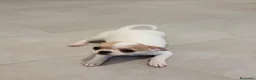 Chihuahua perros en venta: Chihuahua Toy Machitos - Anuncio 4