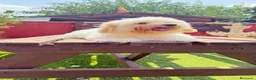 Bichón Maltés perros en venta: Cachorito de maltes de 3 meses - Anuncio 5