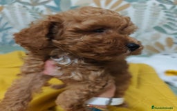 Caniche Toy perros en venta: Hembras toy disponible❗❗❗ - Imagen 2