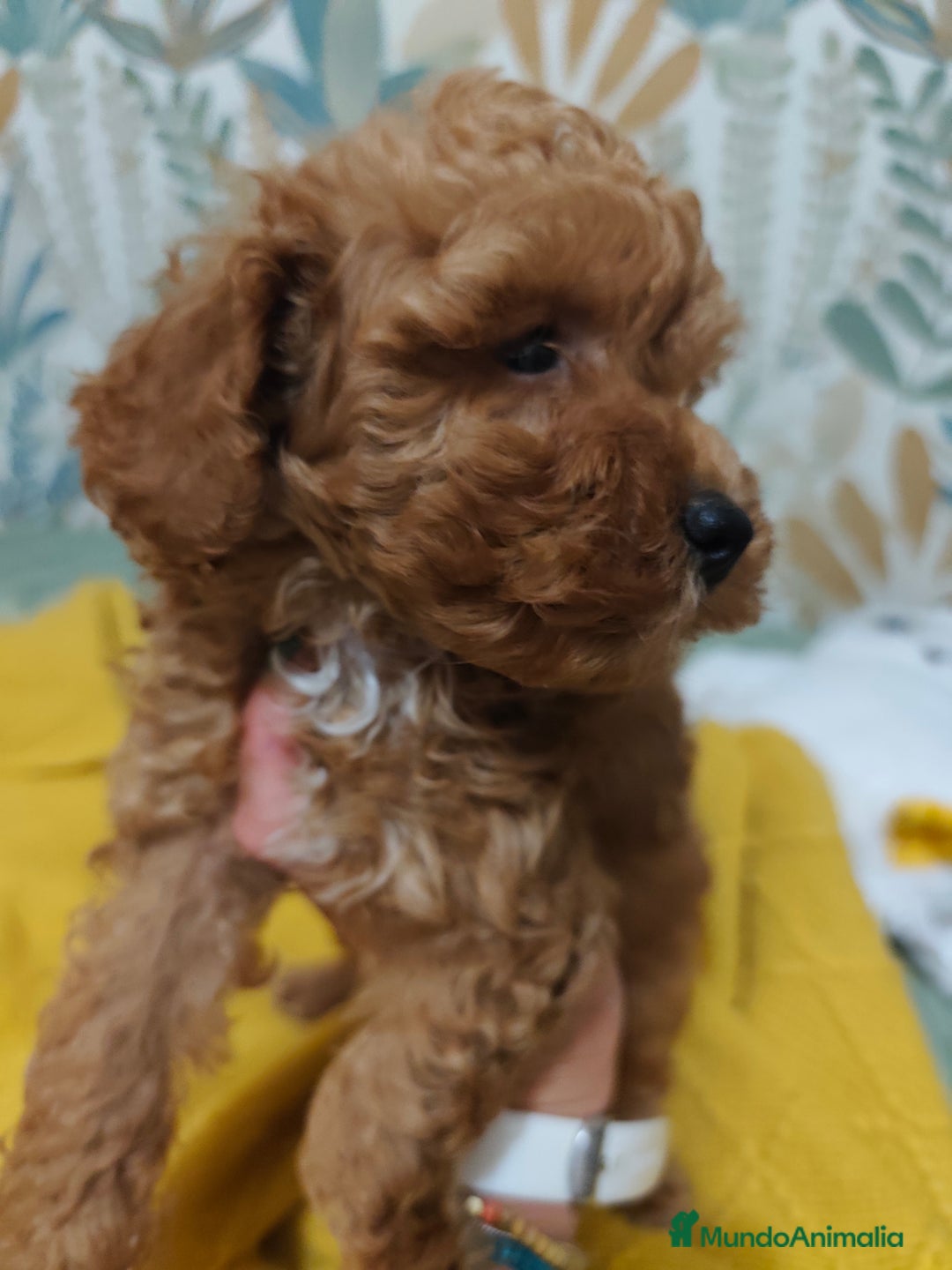 Caniche Toy perros en venta: Hembras toy disponible❗❗❗ - Imagen 2