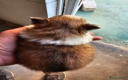 Pomerania perros en venta: Espectaculares Pomerania - Imagen 4