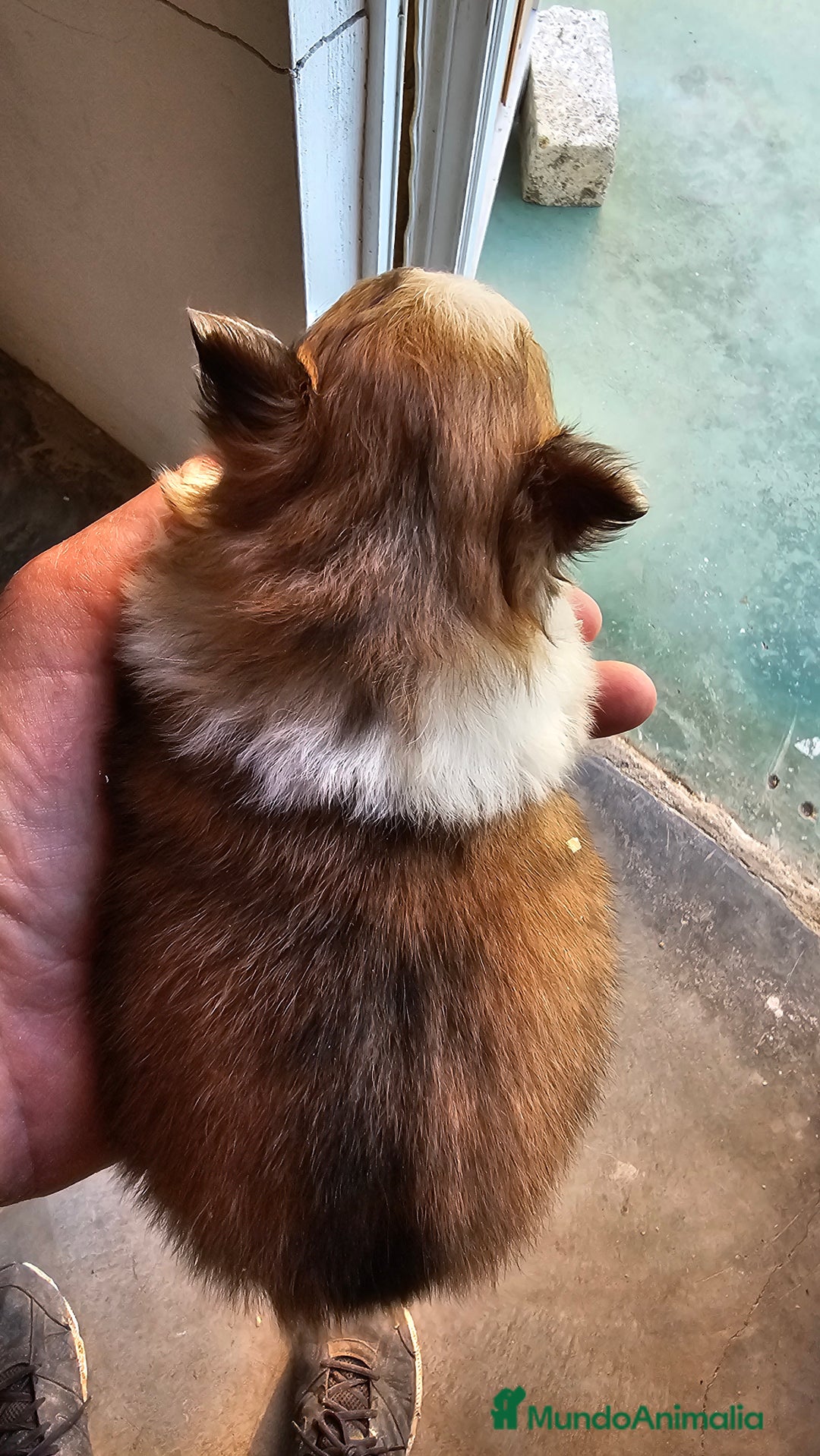 Pomerania perros en venta: Espectaculares Pomerania - Imagen 4