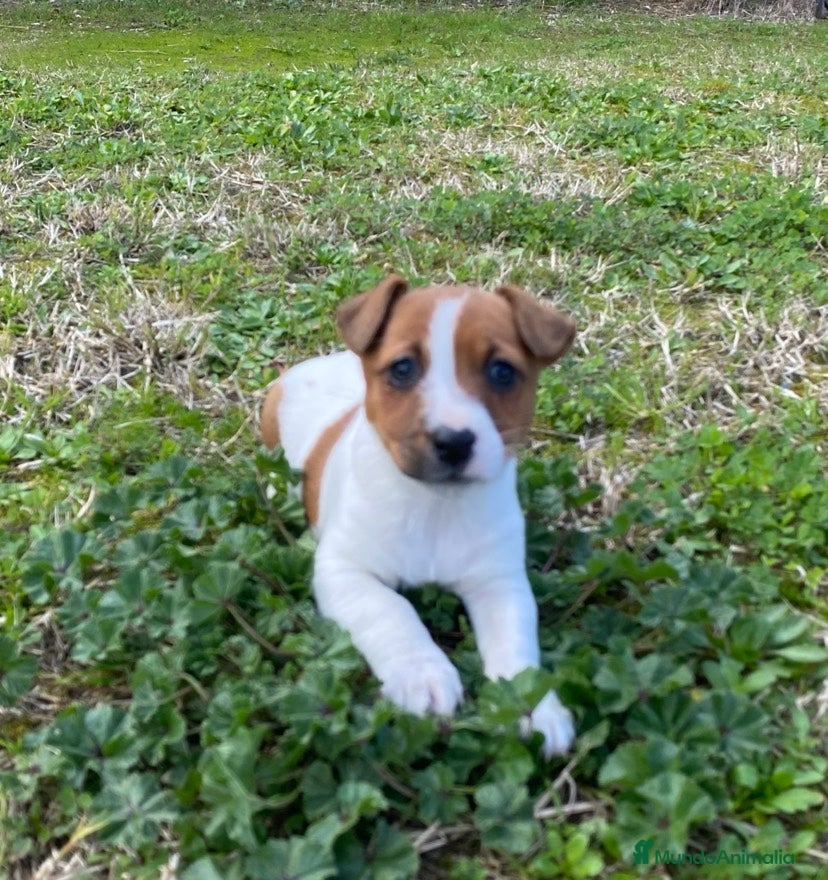 Jack Russell Terrier perros Cachorros Jack Russell Terrier  - Anuncio 1