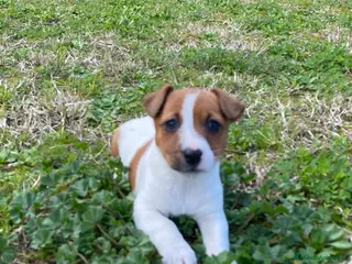 Jack Russell Terrier perros Cachorros Jack Russell Terrier - Anuncio 1