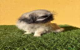 Pekinés perros en venta: pekinesa imperial hembra muy peluda - Imagen 1