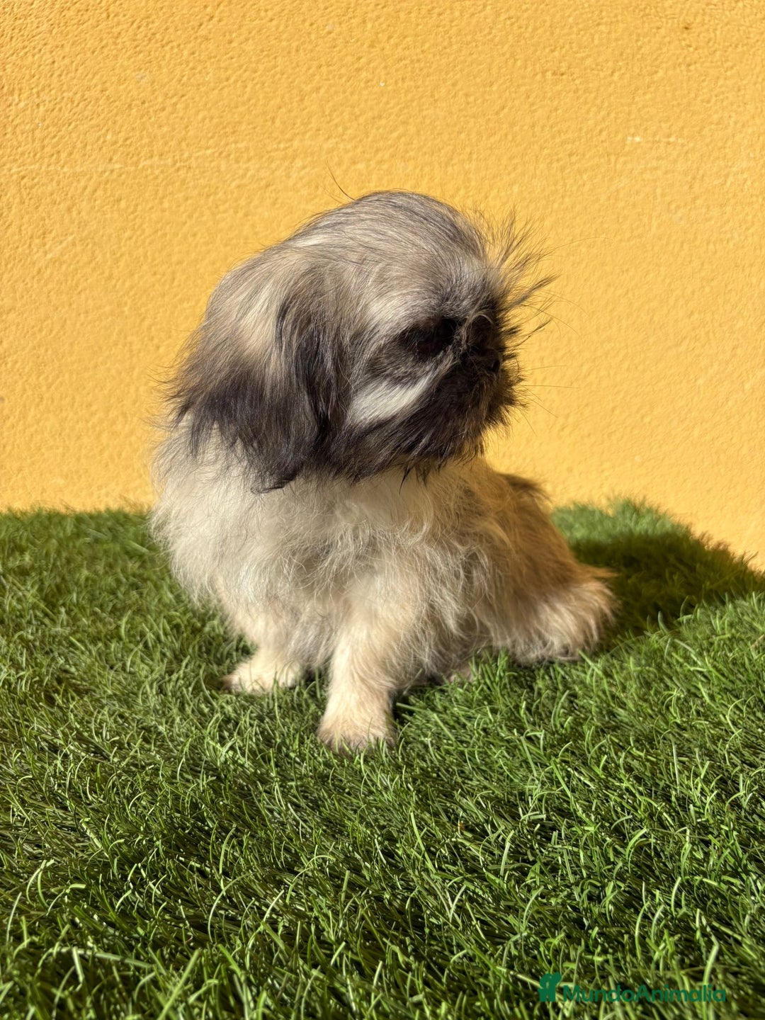 Pekinés perros en venta: pekinesa imperial hembra muy peluda - Imagen 1