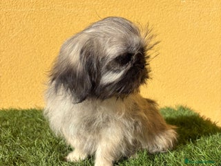 Pekinés perros - Anuncio 1