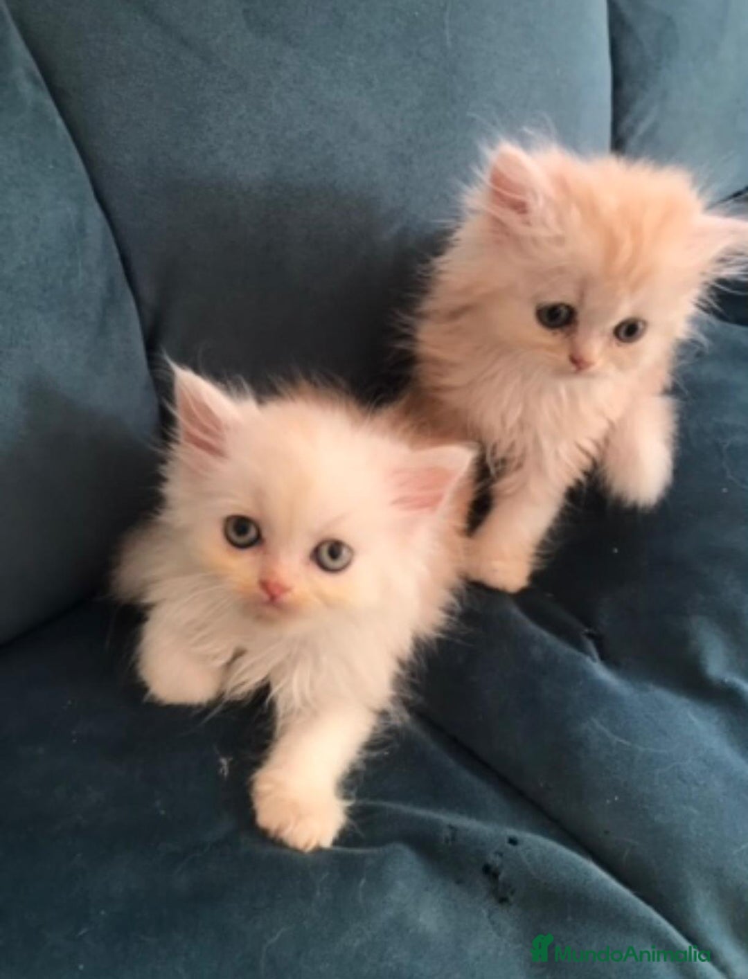 Persa gatos en venta: Persa en Valencia  - Imagen 4