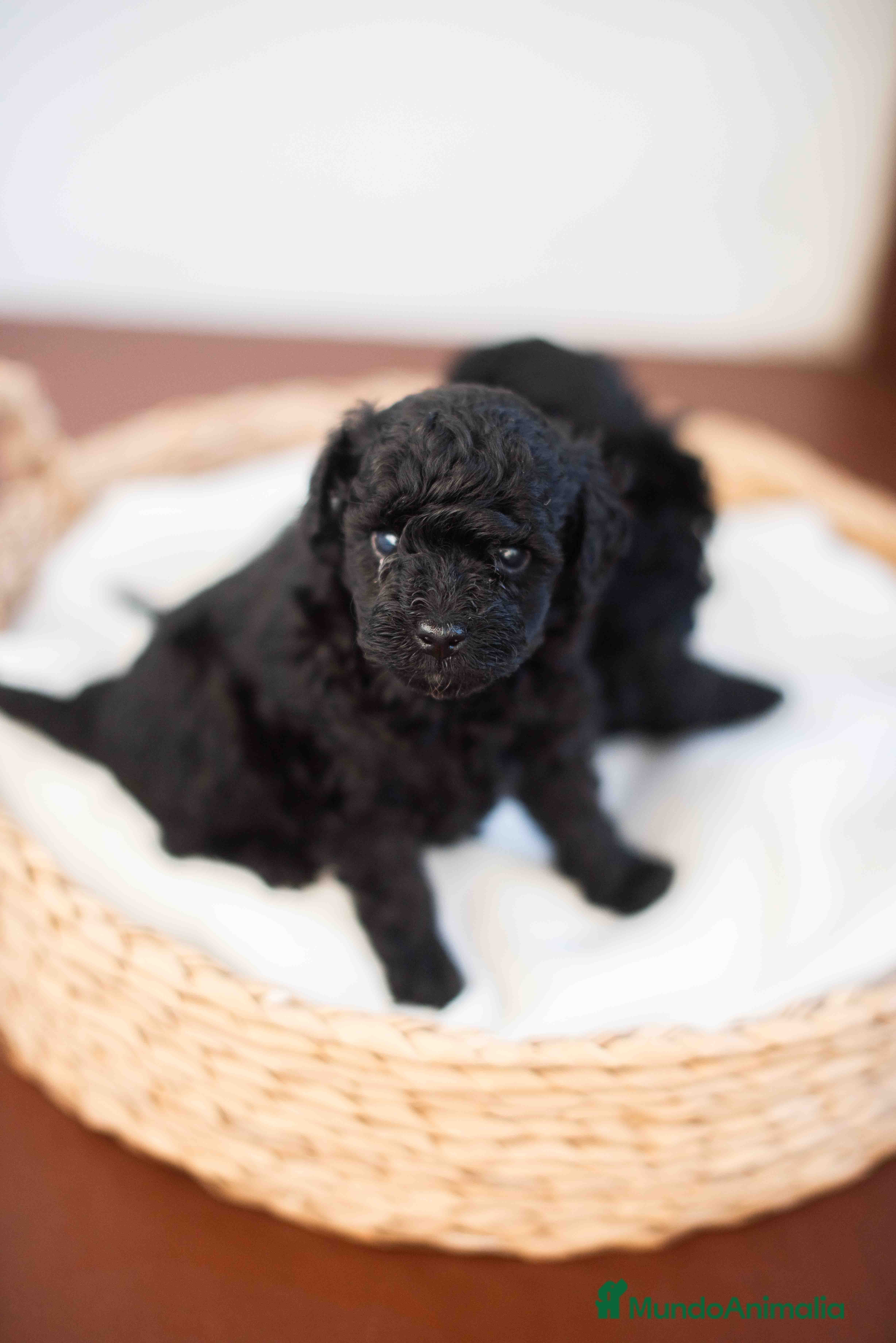 Caniche Toy perros Caniche toy negros - Anuncio 1