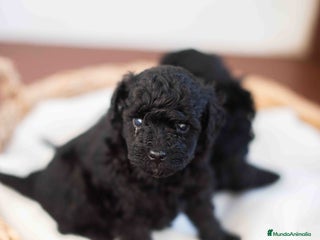 Caniche Toy perros Caniche toy negros - Anuncio 1