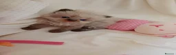 Persa gatos en venta: Gatitos persa y malayo - Anuncio 9