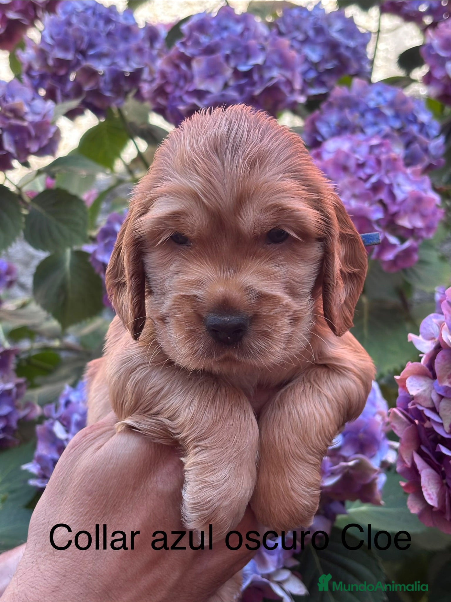 Cocker Spaniel Inglés perros Últimos cachorros cocker spaniel inglés  - Anuncio 1