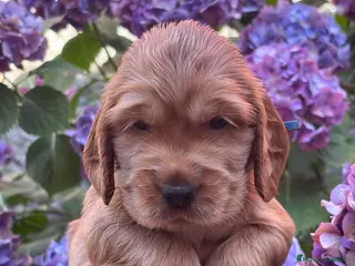 Cocker Spaniel Inglés perros Últimos cachorros cocker spaniel inglés - Anuncio 1