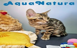Bengalí gatos en venta: Bengali Hembra 4607 AQUANATURA - Imagen 8