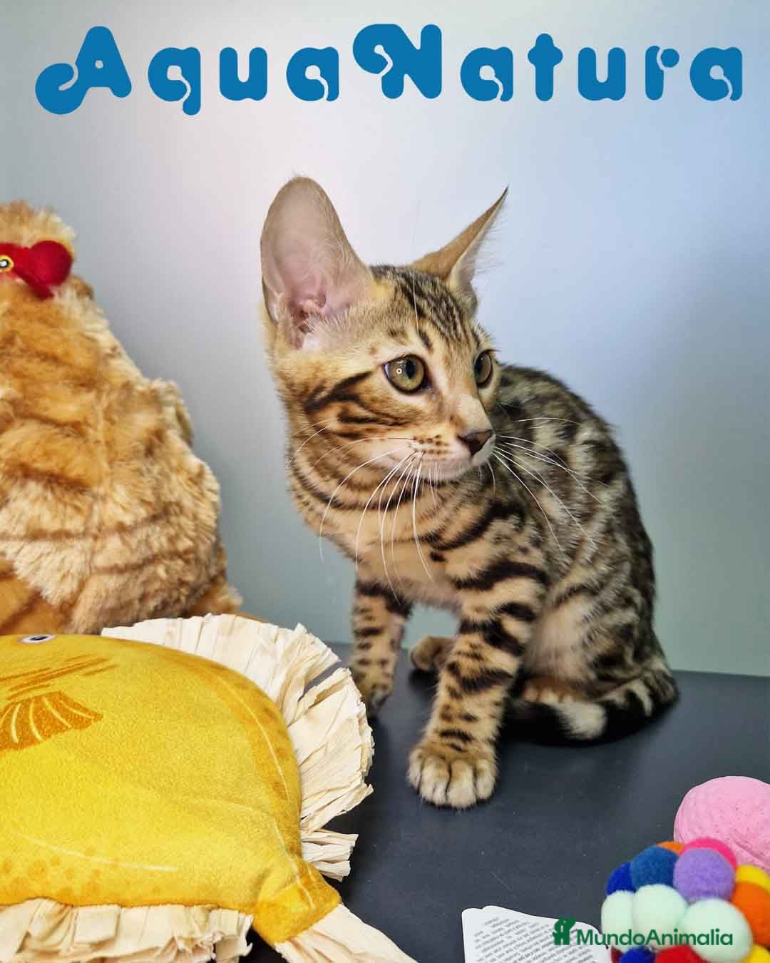 Bengalí gatos en venta: Bengali Hembra 4607 AQUANATURA - Imagen 8