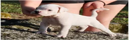 Boxer perros en venta: cachorros de boxer - Anuncio 6