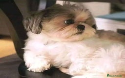 Shih Tzu perros en venta: Cachorros Shih Tzu  - Imagen 8