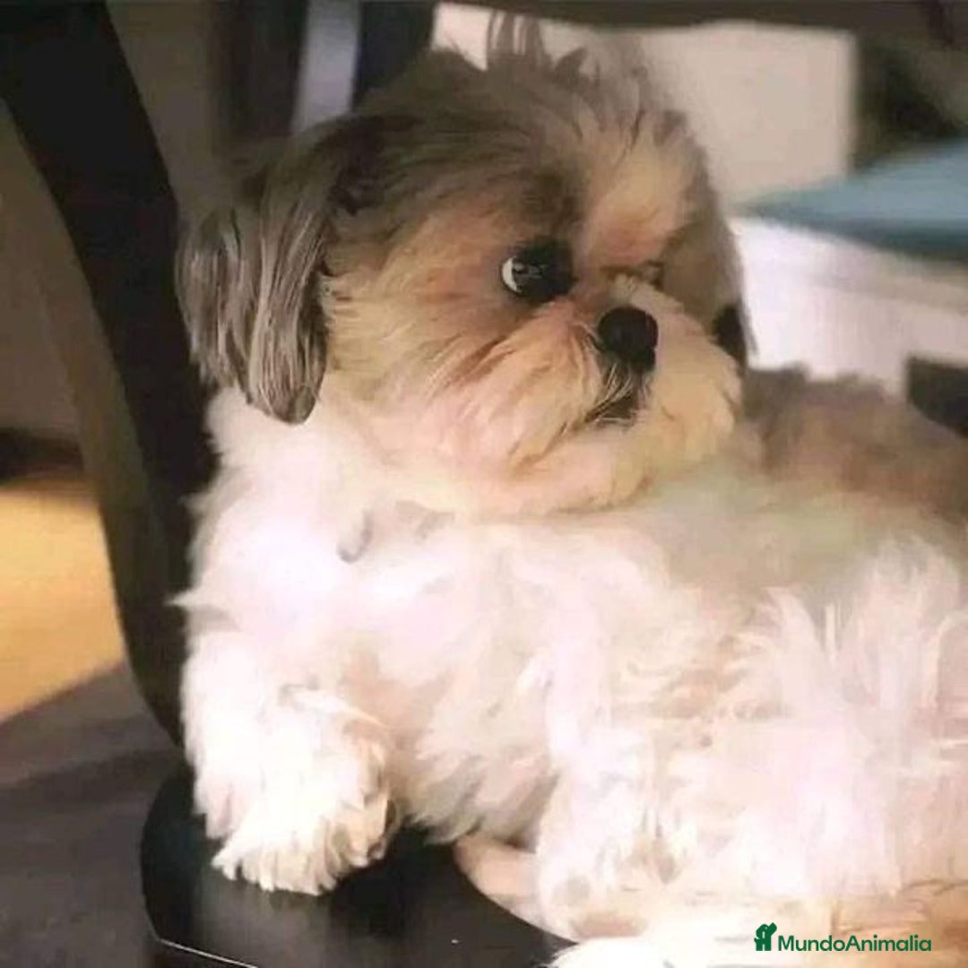 Shih Tzu perros en venta: Cachorros Shih Tzu  - Imagen 8