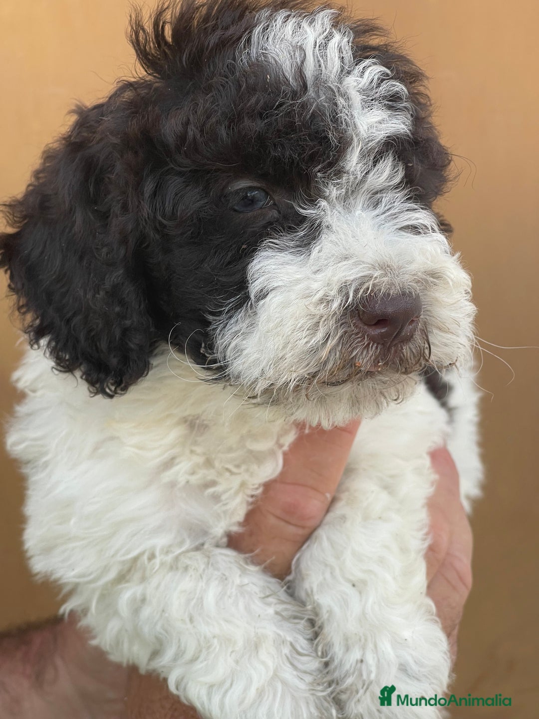 Perro de Agua Español perros en venta: Cachorros perro de agua español  - Imagen 8