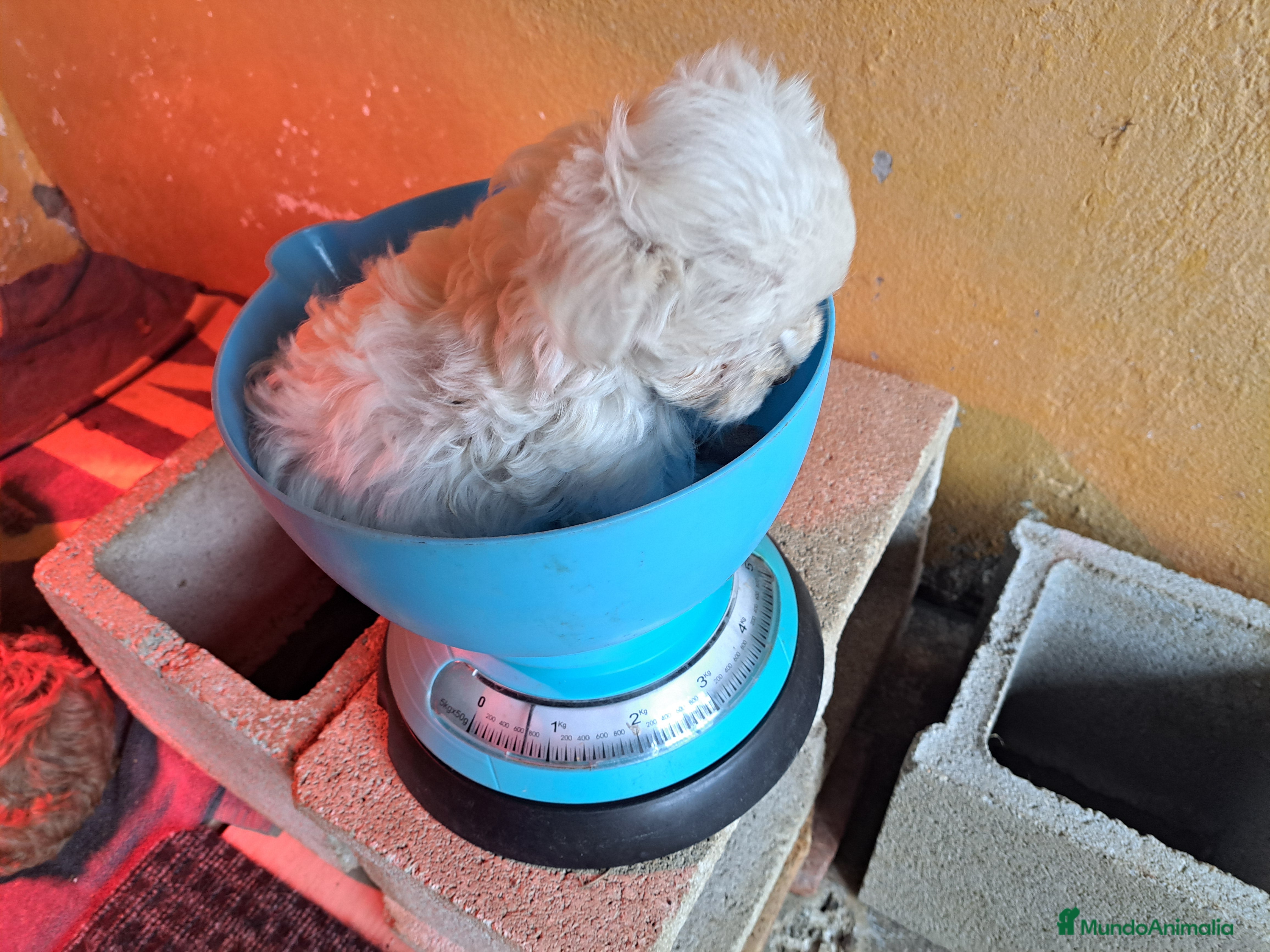 Bichón Maltés perros Minis cachorros de bichon maltes - Anuncio 16