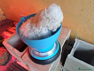 Bichón Maltés perros Minis cachorros de bichon maltes - Anuncio 16