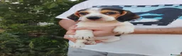 Beagle perros en venta: Beagle disponibles 🐶🐾 - Anuncio 6