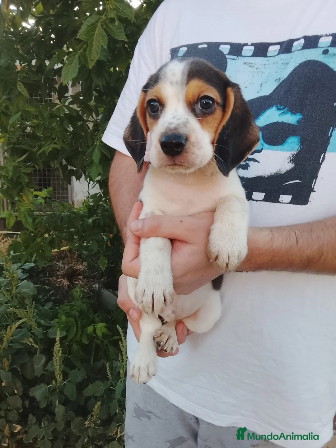 Beagle perros en venta: Beagle disponibles 🐶🐾 - Anuncio 6