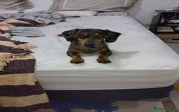 Teckel perros en venta: Teckel en venta en Barcelona - Imagen 3