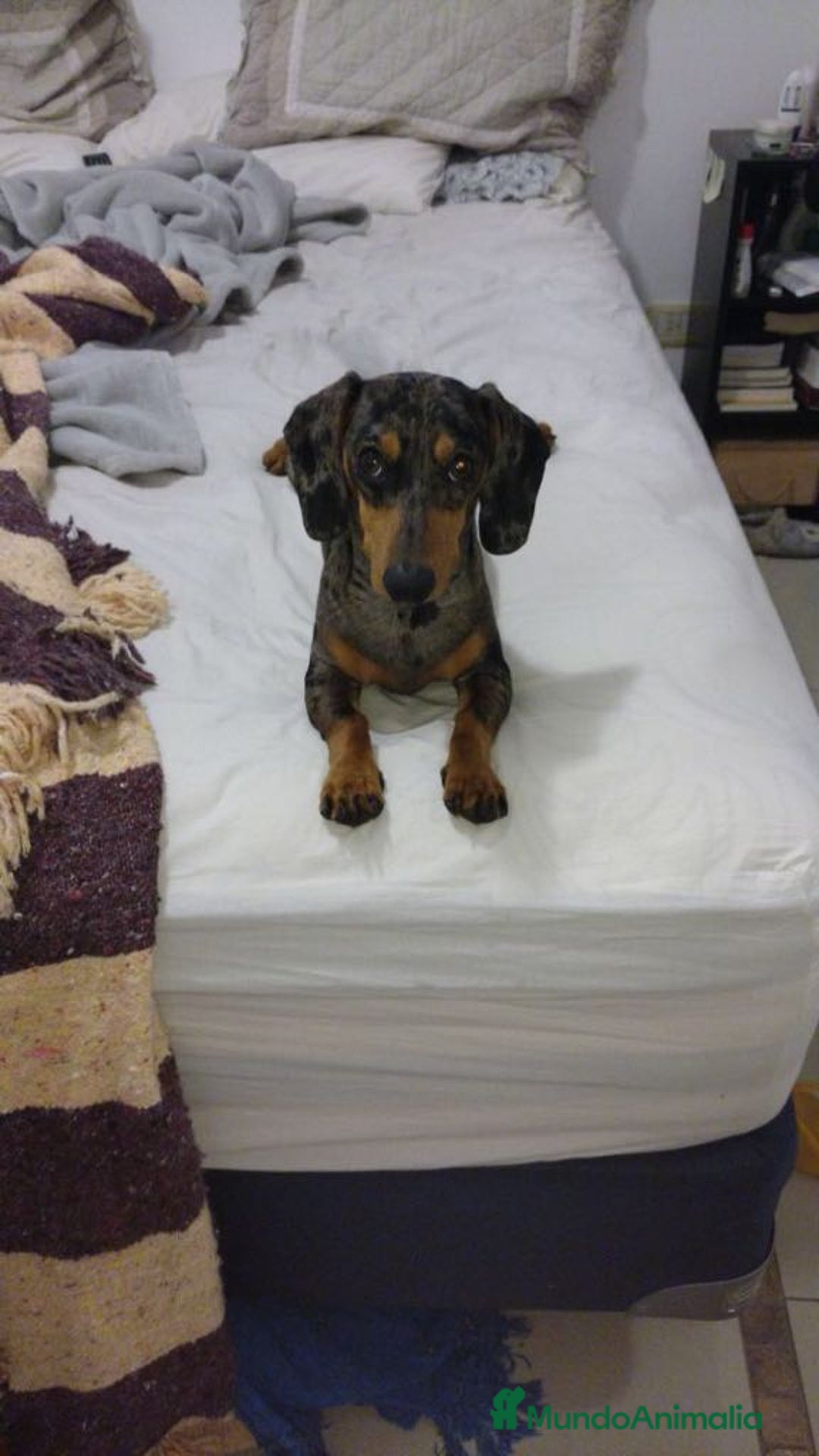Teckel perros en venta: Teckel en venta en Barcelona - Imagen 3