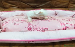 Chihuahua perros en venta: CHIHUAHUA TOY  - Imagen 5