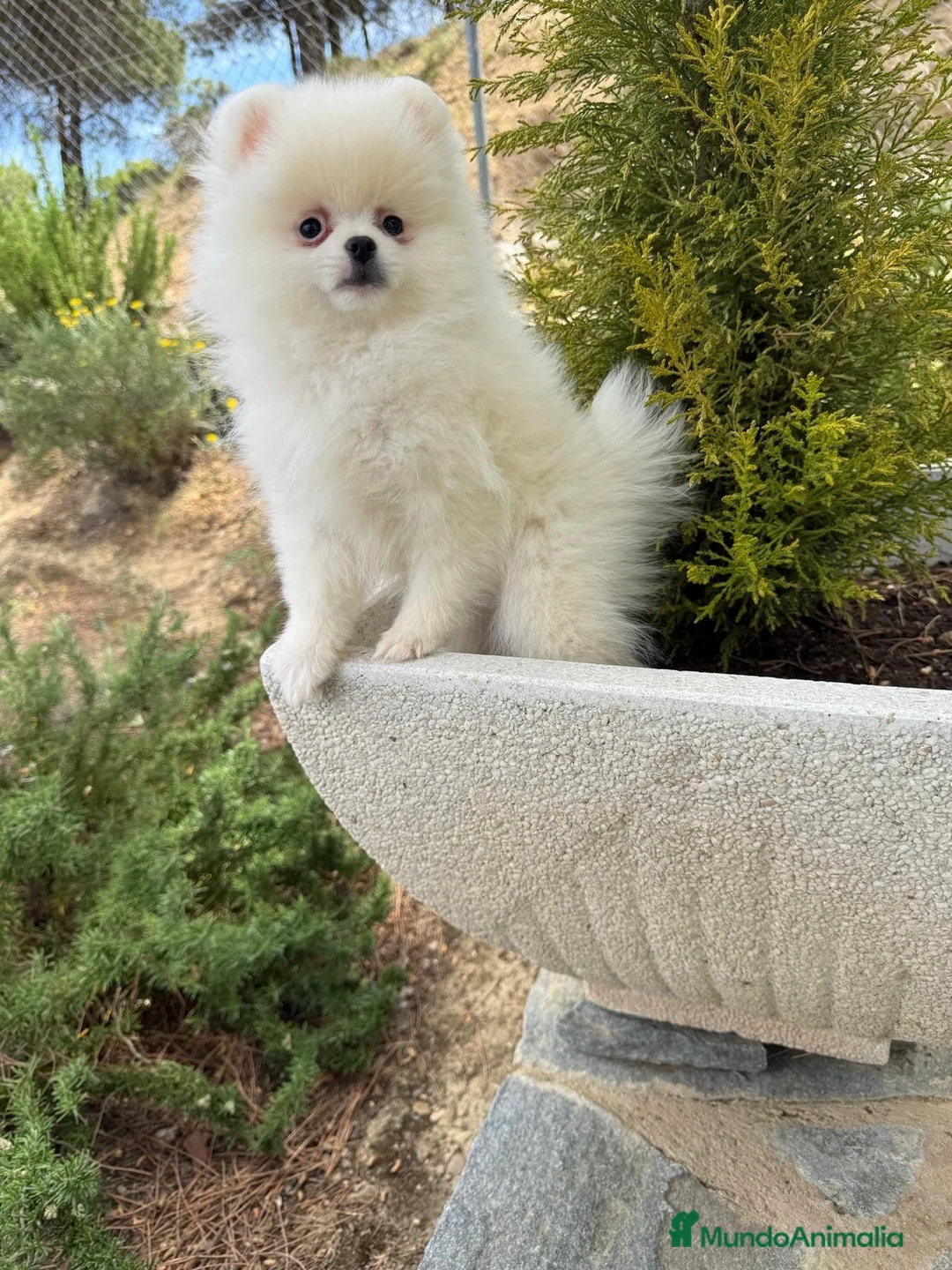 Pomerania perros en venta: Pomerania Hembra Blanca !!!! - Anuncio 2