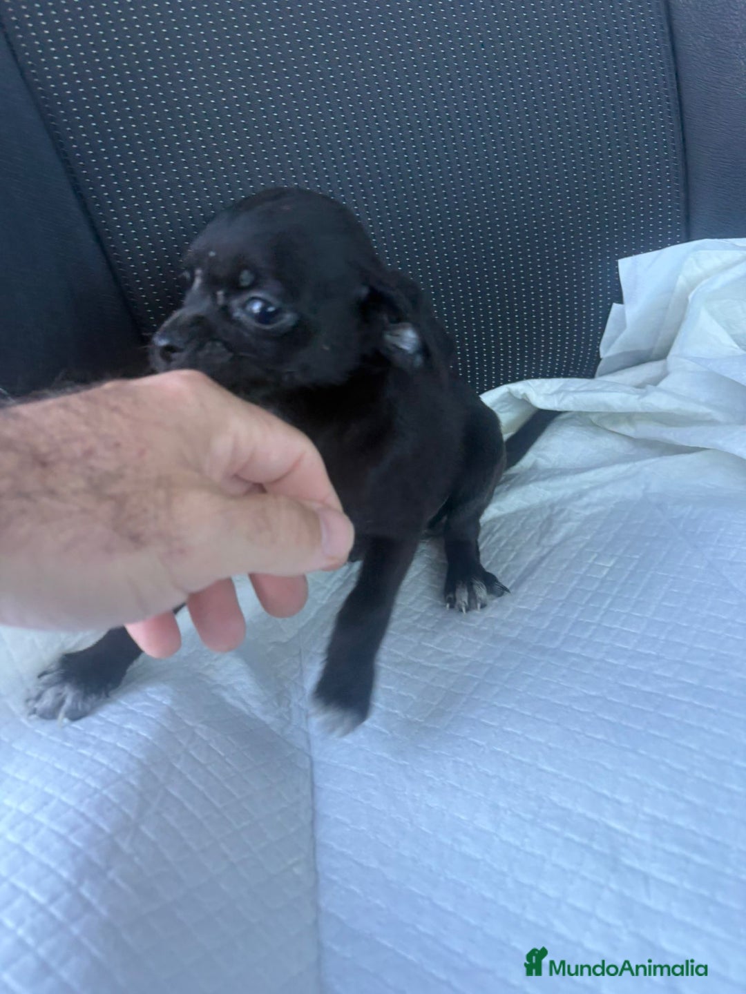 Chihuahua perros en venta: Chihuahua toy  - Anuncio 6