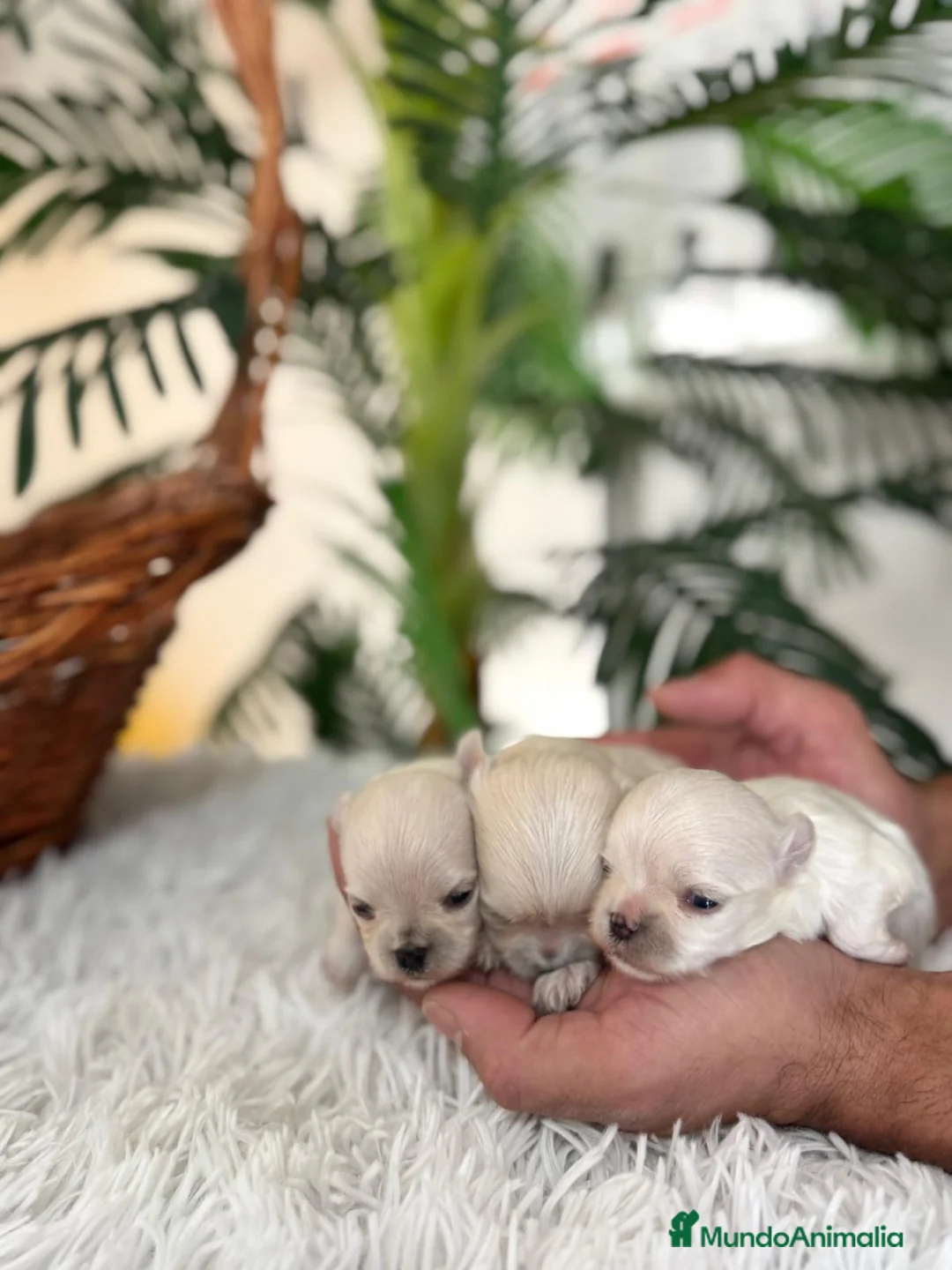 Bichón Maltés perros en venta: BICHÓN MALTÉS 100x100 COREANO - Anuncio 7