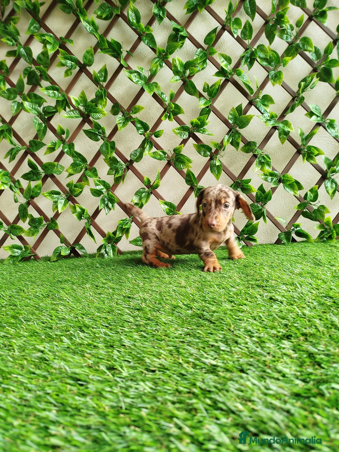 Teckel Miniatura perros en venta: Teckels kanichen  - Anuncio 5