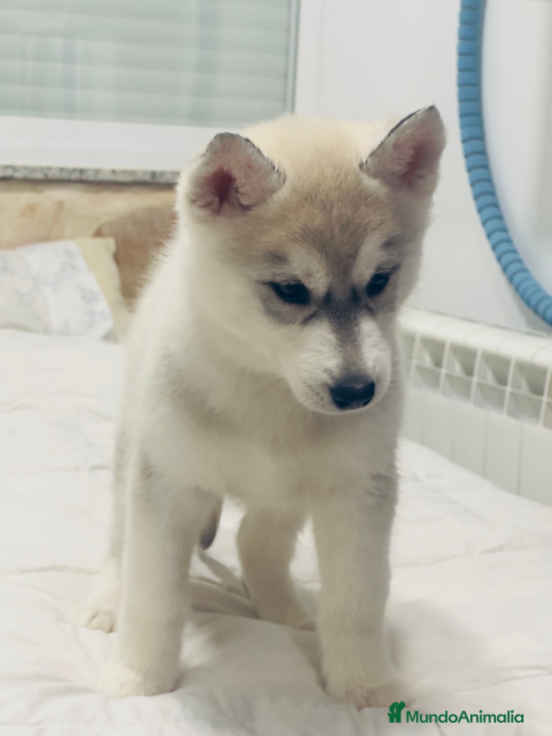 Husky Siberiano perros en venta: Preciosa camada husky siberiano - Anuncio 2