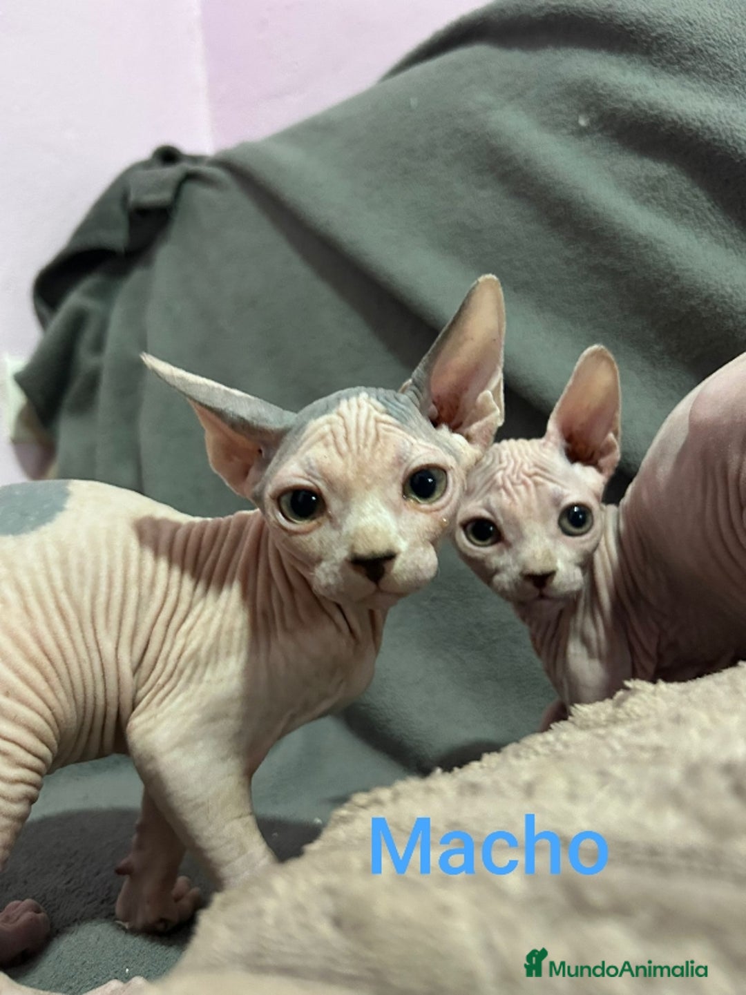 Sphynx gatos en venta: Sphynx calidad y selección  - Imagen 6