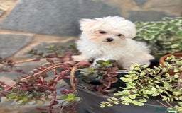 Bichón Maltés perros en venta: Bichon maltés toy hembra y macho.  - Imagen 8