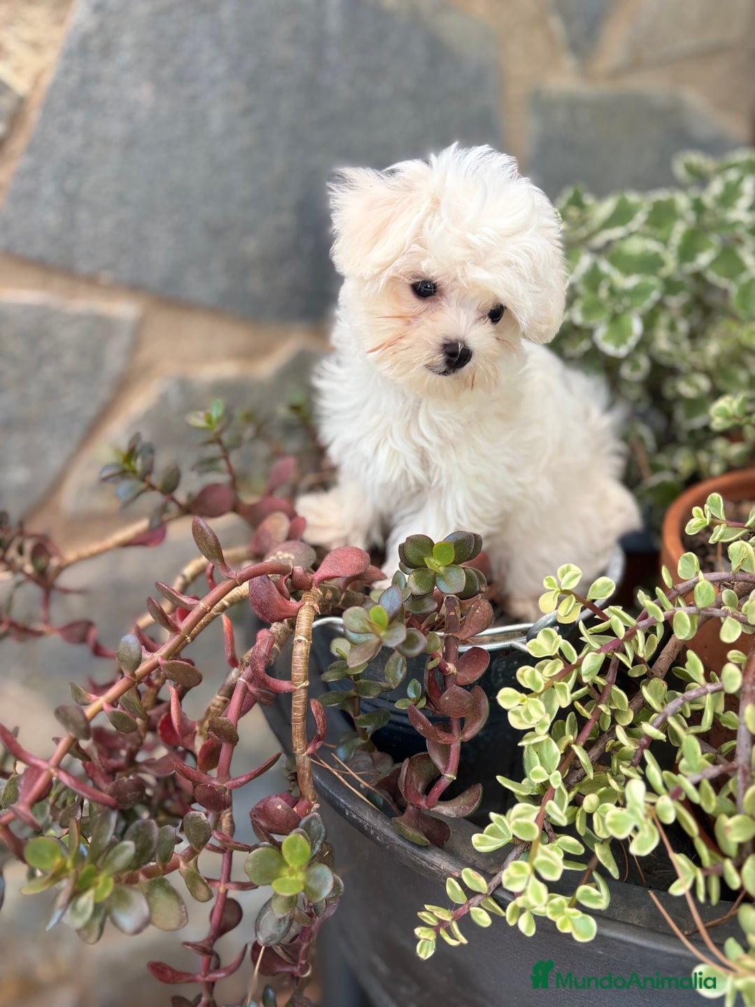 Bichón Maltés perros en venta: Bichon maltés toy hembra y macho.  - Imagen 8