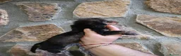 Teckel Miniatura perros en venta: Teckel mini de pelo duro  - Anuncio 2