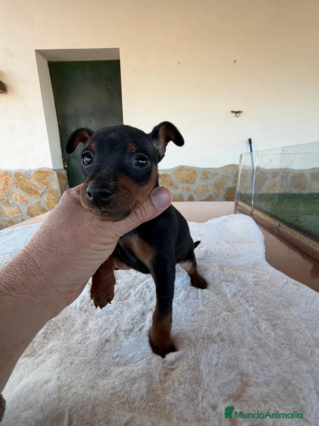 Pinscher Miniatura perros en venta: MINI PINSCHER HEMBRA - Anuncio 1