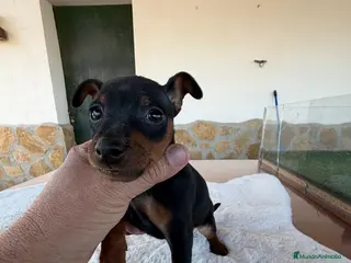 Pinscher Miniatura perros MINI PINSCHER HEMBRA - Anuncio 1