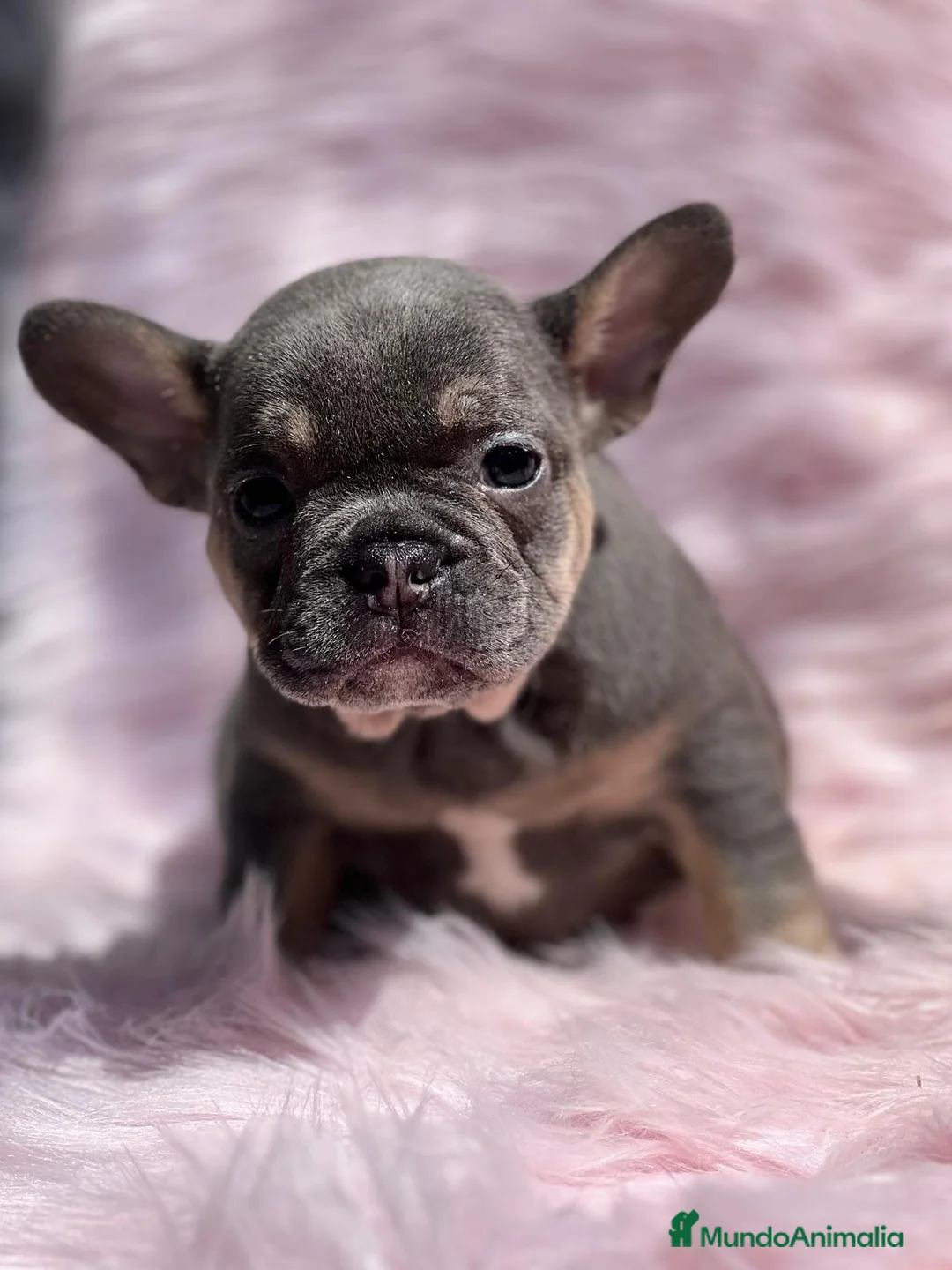 Bulldog Francés perros en venta: Bulldog francés blue and tan en Barcelona - Anuncio 5