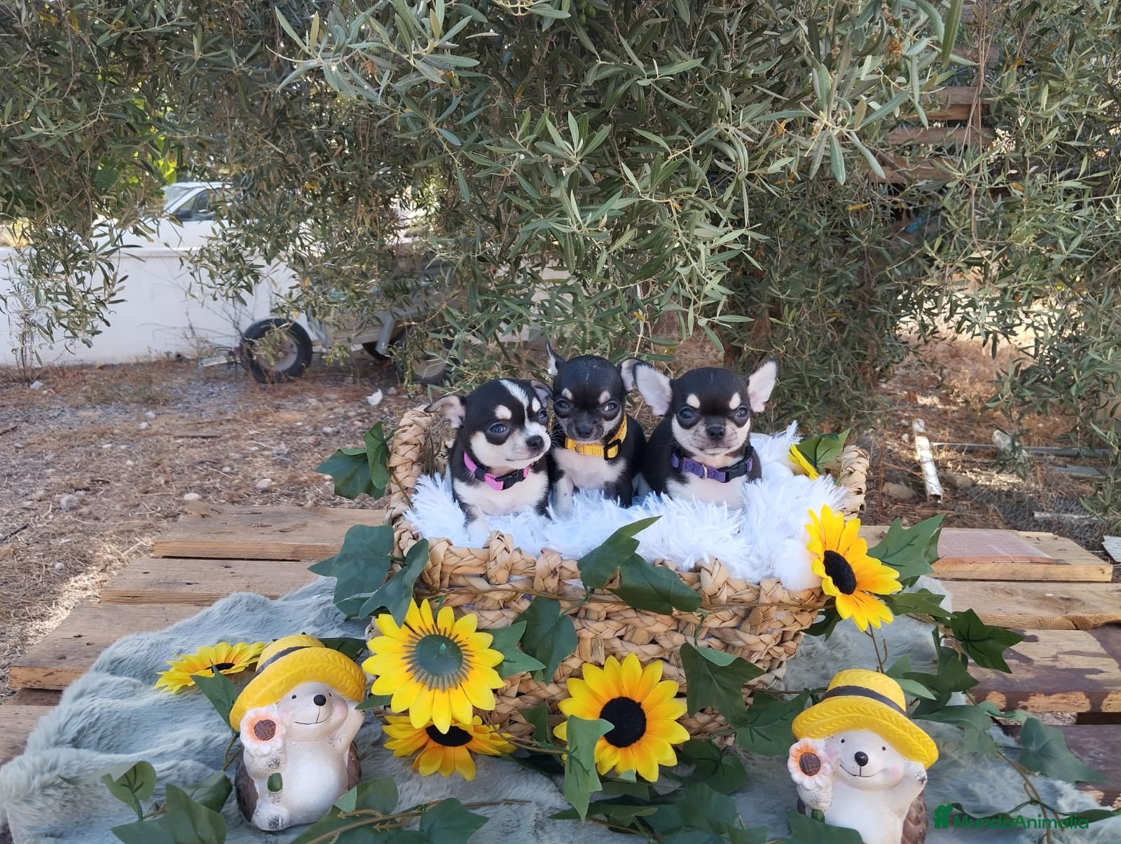 Chihuahua perros CHIHUAHUAS TOYS CABEZA DE MANZANA🍏 - Anuncio 1