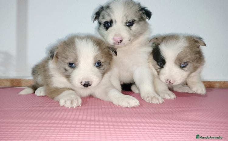 Border Collie perros en Badajoz - Anuncio 3